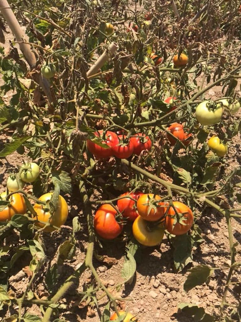 close-up of stalks with tomatoes at 'Narlis Farm' garden